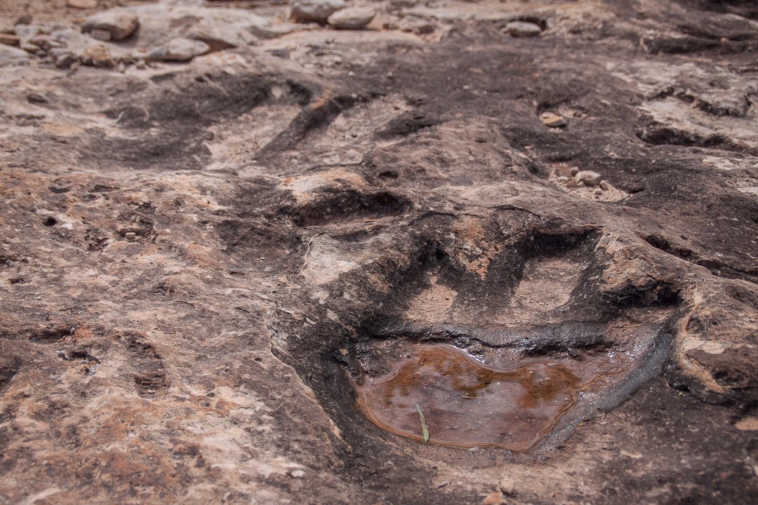 dinosaur tracks fossilized footprint
