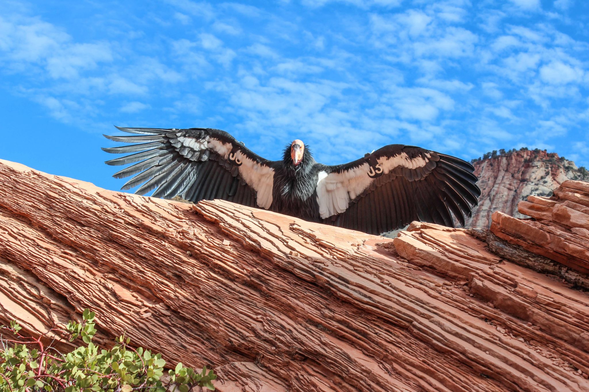 banner-wildlife-condor-wingspan-utah